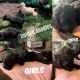 Goldendoodle Puppies for sale in Minot, ND, USA. price: $1,200