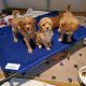 Goldendoodle Puppies for sale in Coeur d'Alene, ID, USA. price: $1,500