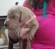 Goldendoodle Puppies for sale in Meridian, ID, USA. price: $1,300