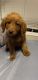 Goldendoodle Puppies for sale in Huntsville, AL, USA. price: $600