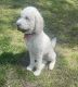 Goldendoodle Puppies for sale in Gainesville, GA, USA. price: $1,400