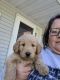 Goldendoodle Puppies for sale in Battle Lake, MN 56515, USA. price: $1,400