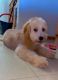 Goldendoodle Puppies for sale in Akron, OH, USA. price: $2,000