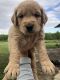 Goldendoodle Puppies for sale in Frazee, MN 56544, USA. price: $1,400