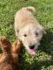 Goldendoodle Puppies for sale in Summerdale, AL, USA. price: $850