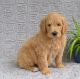Goldendoodle Puppies for sale in Portland, OR 97232, USA. price: $1,000