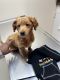 Goldendoodle Puppies for sale in Raleigh, NC, USA. price: $600