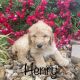Goldendoodle Puppies for sale in West Plains, MO 65775, USA. price: NA