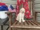 Goldendoodle Puppies for sale in Loudon, TN 37774, USA. price: $800