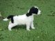Goldendoodle Puppies for sale in Noblesville, IN, USA. price: NA
