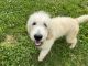 Goldendoodle Puppies for sale in Dundee, OH 44624, USA. price: $399