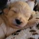 Goldendoodle Puppies for sale in Guyton, GA 31312, USA. price: $200,000
