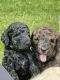 Goldendoodle Puppies for sale in Knoxville, TN, USA. price: $1,200