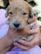 Goldendoodle Puppies for sale in Walnut Creek, CA, USA. price: $2,000