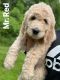 Goldendoodle Puppies for sale in Akron, OH, USA. price: $800