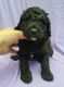 Goldendoodle Puppies for sale in Orlando, FL, USA. price: $900