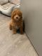 Goldendoodle Puppies for sale in Las Vegas, NV, USA. price: $1,900