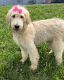 Goldendoodle Puppies for sale in Dundee, OH 44624, USA. price: $400