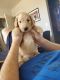 Goldendoodle Puppies for sale in Prescott Valley, AZ, USA. price: $2,500