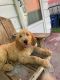 Goldendoodle Puppies for sale in Toledo, OH, USA. price: NA