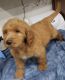 Goldendoodle Puppies for sale in Slidell, LA, USA. price: $800
