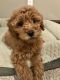 Goldendoodle Puppies for sale in Philadelphia, PA, USA. price: $1,500