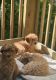 Goldendoodle Puppies for sale in Boston, MA, USA. price: $1,800