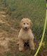 Goldendoodle Puppies for sale in Waldron, AR 72958, USA. price: $500