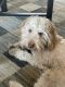 Goldendoodle Puppies for sale in Coolidge, AZ, USA. price: $1,400