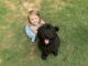 Goldendoodle Puppies for sale in 751 Highview Ct, Woodstock, GA 30189, USA. price: $500