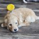 Goldendoodle Puppies for sale in Guyton, GA 31312, USA. price: $1,500