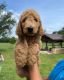 Goldendoodle Puppies for sale in Hallettsville, TX 77964, USA. price: $1,000
