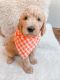 Goldendoodle Puppies for sale in St. George, UT, USA. price: $750