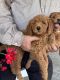 Goldendoodle Puppies for sale in Aripeka, FL, USA. price: $1,500