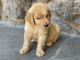 Goldendoodle Puppies for sale in Orange, CA 92867, USA. price: $900