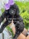 Goldendoodle Puppies for sale in Lexington, NC, USA. price: $1,500