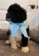 Goldendoodle Puppies for sale in Sacramento County, CA, USA. price: $2,000