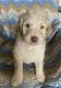 Goldendoodle Puppies for sale in Fort Valley, GA, USA. price: $600