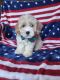 Goldendoodle Puppies for sale in Tucson, AZ, USA. price: $1,500