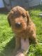 Goldendoodle Puppies for sale in Astoria, OR 97103, USA. price: $1,500