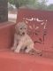 Goldendoodle Puppies for sale in Austin, TX, USA. price: $1,000,000