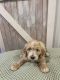 Goldendoodle Puppies for sale in Brainerd, MN 56401, USA. price: $1,000
