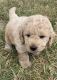 Goldendoodle Puppies for sale in Byron Center, MI 49315, USA. price: $3,500