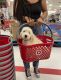 Goldendoodle Puppies for sale in Las Vegas, NV 89138, USA. price: $1,200