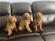 Goldendoodle Puppies for sale in Chicago, IL, USA. price: $1,200