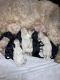 Goldendoodle Puppies for sale in Clarkrange, TN 38553, USA. price: NA