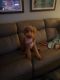 Goldendoodle Puppies for sale in New Port Richey, FL, USA. price: $2,000