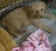 Goldendoodle Puppies for sale in Pittsfield, MA 01201, USA. price: NA