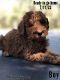 Goldendoodle Puppies for sale in Utopia, TX 78884, USA. price: NA