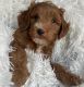 Goldendoodle Puppies for sale in Miami Gardens, FL, USA. price: NA